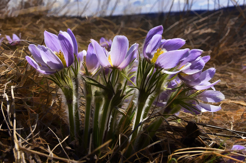 Windy Crocuses by Pat Stone